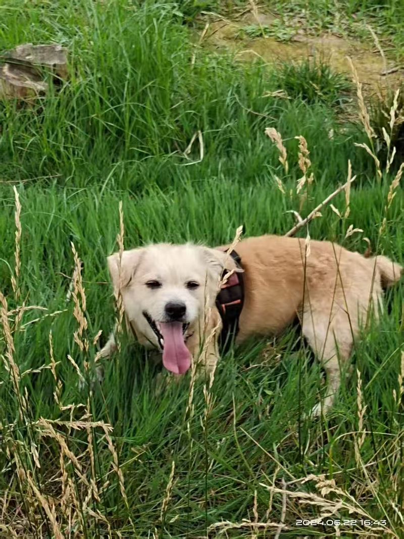 寻狗启示🐶